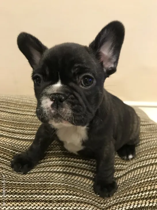 ID：1711-02246の子犬