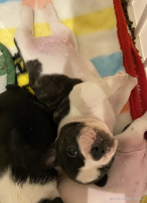 ID：2106-03700の子犬