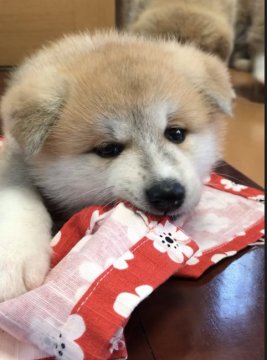 秋田犬【広島県・女の子・2018年8月23日・赤毛】の写真「お茶目な女の子」