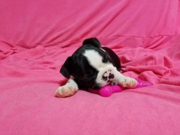 フレンチブルドッグ【広島県・男の子・2017年7月15日・パイド】の写真「クリクリおメメの男の子です。」