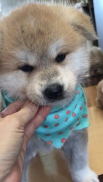 秋田犬【広島県・男の子・2018年8月23日・赤毛】の写真「おっとりしたマイペースくん」