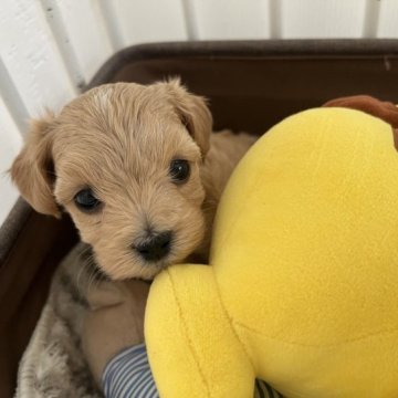 マルプー(マルチーズ✖️プードル)【広島県・女の子・2023年4月20日・アプリコット】の写真「くりっとした大きな瞳✨
両親共に遺伝子検査クリア」