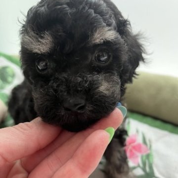 トイプードル(タイニー)【広島県・女の子・2023年5月5日・ブラック&タン】の写真「シュナみたいな珍しいカラ〜✨遺伝子検査クリア」