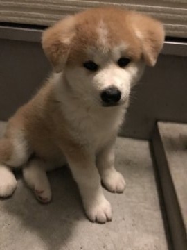 秋田犬【広島県・男の子・2017年7月27日・赤毛】の写真「いつも元気いっぱい」