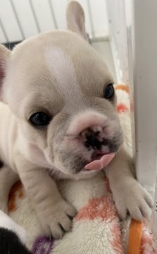 フレンチブルドッグ【広島県・女の子・2021年8月18日・クリーム】の写真「甘い優しいお顔の女の子💕
両親遺伝子検査クリア」
