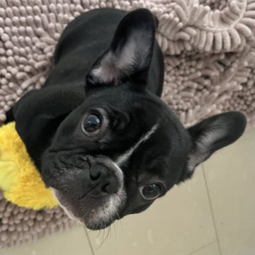 フレンチブルドッグ【広島県・女の子・2023年11月8日・ブリンドル】の写真「クリっとした大きなお目目💕遺伝子検査両親クリア」