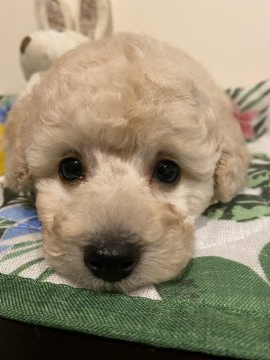 トイプードル(タイニー)【広島県・女の子・2021年5月12日・クリーム】の写真「とっておっとり娘😊💕遺伝子検査3項目両親クリア🎶」