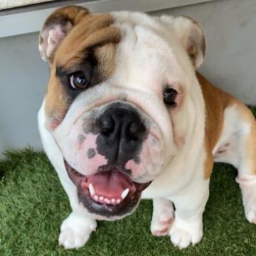 ブルドッグ【広島県・男の子・2021年10月23日・レッドアンドホワイト】の写真「おっとり穏やかな性格✨
両親遺伝子検査済み💕」