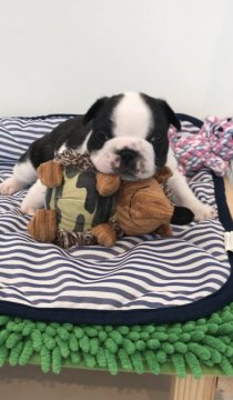 フレンチブルドッグ【広島県・男の子・2019年8月6日・パイド】の写真「すっごい綺麗なバランス💕」