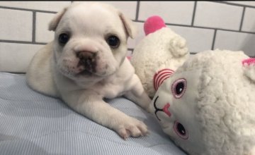 フレンチブルドッグ【広島県・女の子・2019年8月6日・クリーム】の写真「よく寝ますよぉ🎶寝ること大好き💕」