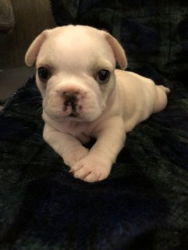 フレンチブルドッグ【広島県・女の子・2018年8月6日・クリーム】の写真「コロコロ可愛い女の子」