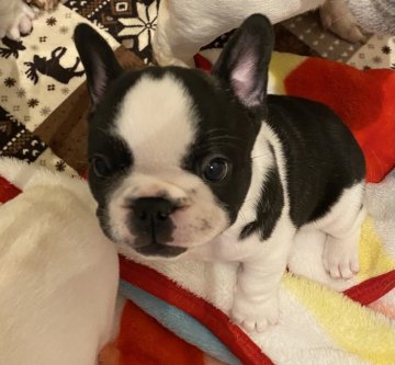フレンチブルドッグ【広島県・女の子・2020年10月3日・パイド】の写真「左の肩に、蝶🦋マークがあります😊💕」