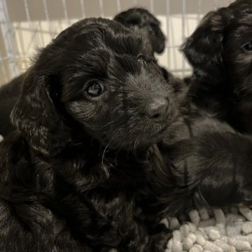 ダップー(トイプードル×ダックスフンド)【広島県・男の子・2024年3月25日・シルバー】の写真「ぽっちゃりな男の子です😊」