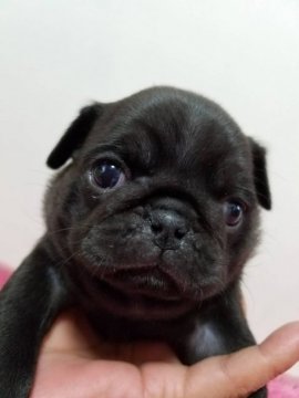 パグ【広島県・女の子・2017年10月25日・ブラック】の写真「まん丸おデブ」