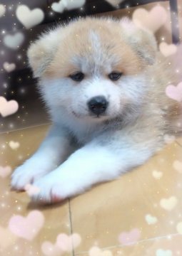 秋田犬【広島県・女の子・2018年8月23日・赤毛】の写真「のんびりのほほーん😍」