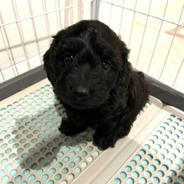 ダップー(トイプードル×ダックスフンド)【広島県・男の子・2024年3月25日・シルバー】の写真「とっても可愛いお顔の男の子🩷」