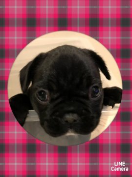 フレンチブルドッグ【広島県・女の子・2017年10月20日・ブリンドル】の写真「まん丸食いしん坊」