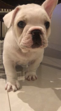 フレンチブルドッグ【広島県・男の子・2019年10月18日・クリーム】の写真「とっても甘えん坊なおっとりタイプ❤️」