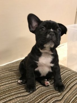 フレンチブルドッグ【広島県・女の子・2017年10月20日・ブリンドル】の写真「お鼻に白いライン」