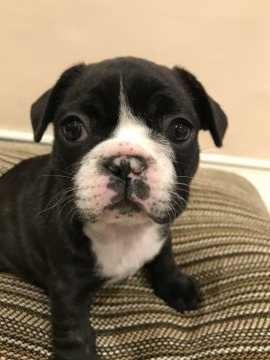 フレンチブルドッグ【広島県・女の子・2017年10月20日・ブリンドル(ブリンドル&ホワイト)】の写真「お顔に白い柄がとっても可愛い😍」