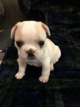 フレンチブルドッグ【広島県・女の子・2018年8月6日・クリーム】の写真「クリクリお目目の女の子」