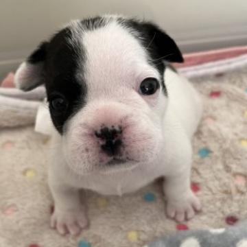 フレンチブルドッグ【広島県・男の子・2022年9月27日・パイド】の写真「遺伝子検査両親クリア✨SNOOPY柄💖」