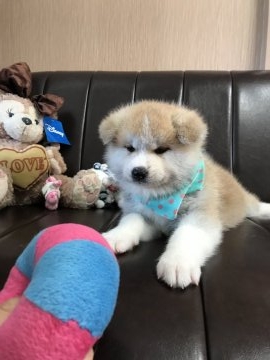 秋田犬【広島県・男の子・2018年8月23日・赤毛】の写真「愛嬌たっぷりしっかり者」