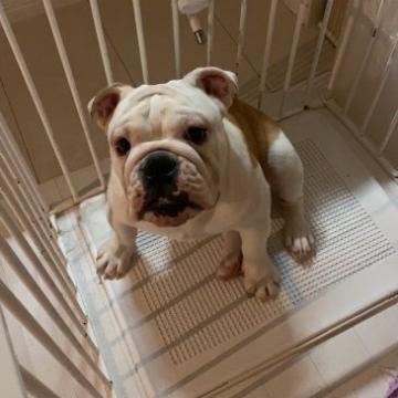 ブルドッグ【広島県・男の子・2021年10月23日・レッドアンドホワイト】の写真「ものしずかーーーーな男の子😍」