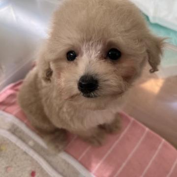 トイプードル(タイニー)【広島県・女の子・2022年8月28日・オレンジフォーン】の写真「遺伝子検査両親クリア😍」