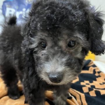 トイプードル(トイ)【広島県・男の子・2022年8月23日・シルバー】の写真「綺麗なお顔とクリッとおめめ💖両親遺伝子検査済み」