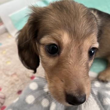 カニンヘンダックスフンド(ロング)【広島県・女の子・2022年9月10日・シェーデッドイエロー】の写真「クリッとした可愛いお顔の女の子✨遺伝子検査両親OK」