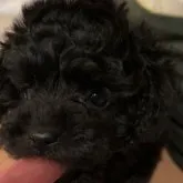 タイニープードル【広島県・女の子・2022年11月11日・ブラック】の写真1「ハムじゃない✨‼️あれ？2月撮影(3ヶ月)」