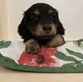 カニンヘンダックスフンド(ロング)【広島県・男の子・2023年5月16日・ブラック&タン】の写真1「おすましスマイル😂💖💖」