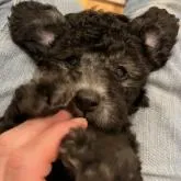 タイニープードル【広島県・男の子・2022年8月23日・シルバー(グレー)】の写真1「お膝のうえでまったり💖」