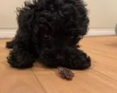 タイニープードル【広島県・女の子・2022年11月11日・ブラック】の写真3「馬肉にどハマり中😊✨✨」