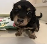 カニンヘンダックスフンド(ロング)【広島県・男の子・2023年5月16日・ブラック&タン】の写真5「かっこいいお顔GET✨💕💕」