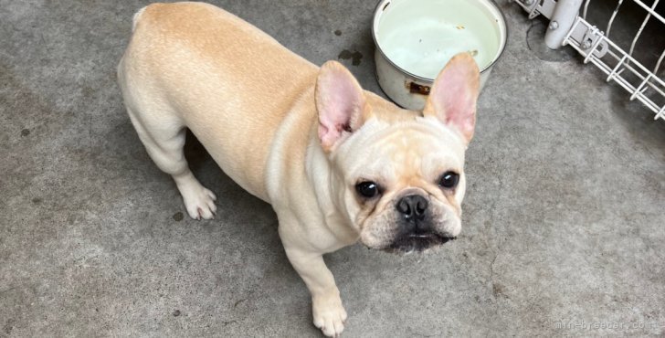 フレンチブルドッグ【・男の子・2022年8月1日・クリーム】