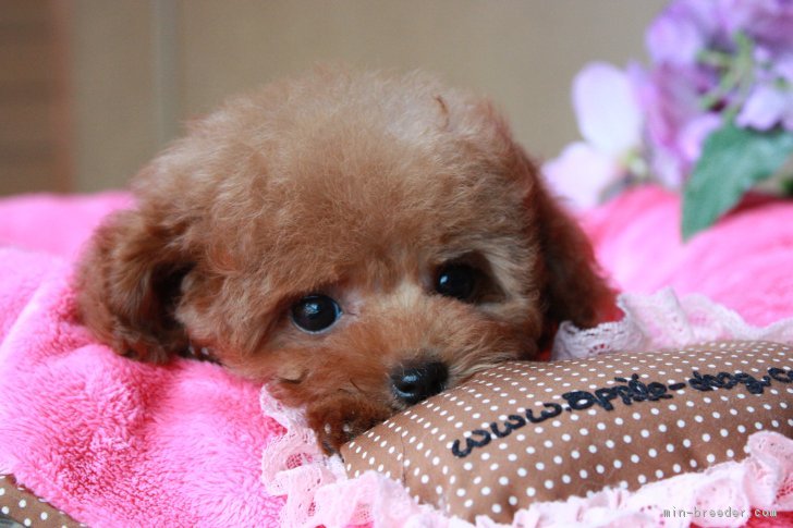 北澤　洋子(きたざわ　ようこ)ブリーダー(埼玉県・トイプードルなど・JKC登録)の紹介写真3