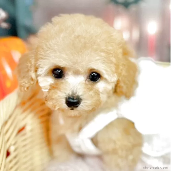 ティーカッププードル【埼玉県・女の子・2025年8月13日・アプリコット】の写真1