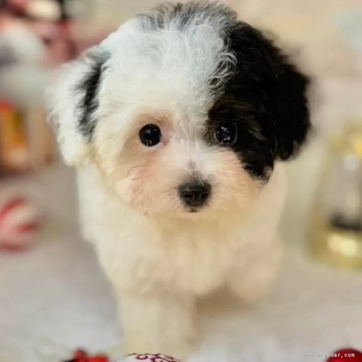 ID：2411-00779の子犬