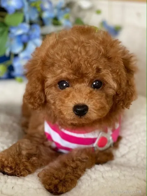 ID：2010-01065の子犬