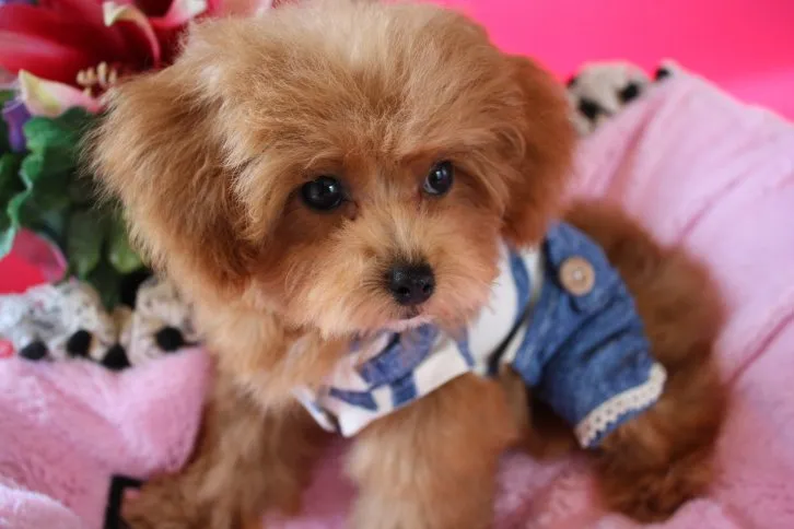 ID：1610-01606の子犬