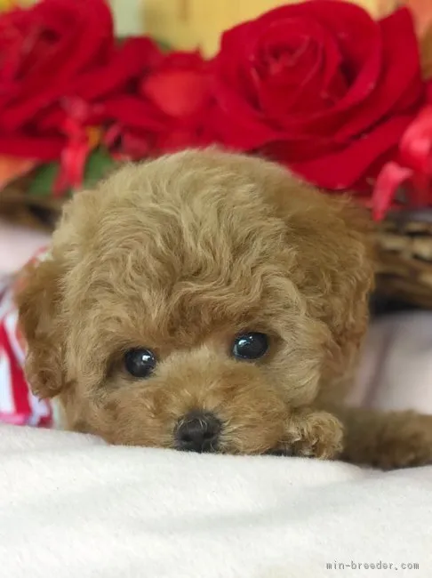 ID：1811-00311の子犬