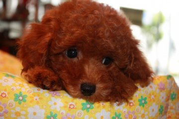 トイプードル(トイ)【埼玉県・男の子・2013年4月19日・レッド】の写真「クリクリお目目のﾊﾝｻﾑさんです」