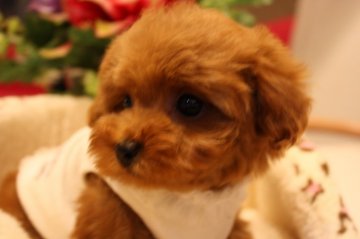 トイプードル(ティーカップ)【埼玉県・女の子・2016年9月23日・とても可愛い女の子です❤】の写真「まずるが短くて可愛い子です。」