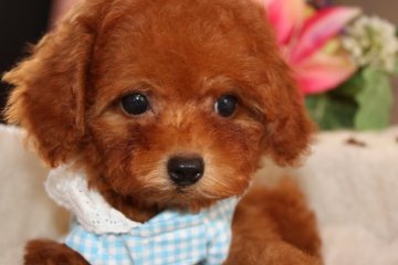 トイプードル(タイニー)【埼玉県・女の子・2016年6月25日・レッド】の写真「」