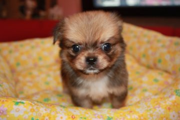 チワワ　マルチーズ【埼玉県・男の子・2013年8月17日・レッド】の写真「お目目のくりっとしたはんさむさんです。」