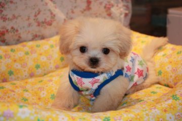 ユンバンチェンプー【埼玉県・男の子・2013年7月7日・クリーム】の写真「お目目が　クリクリ可愛いこです。」