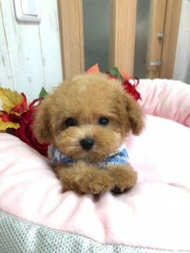 トイプードル(ティーカップ)【埼玉県・男の子・2018年5月5日・アプリコット】の写真「マイクロサイズになると思います( ◠‿◠ )」