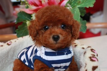 トイプードル(タイニー)【埼玉県・男の子・2016年6月19日・レッド】の写真「」